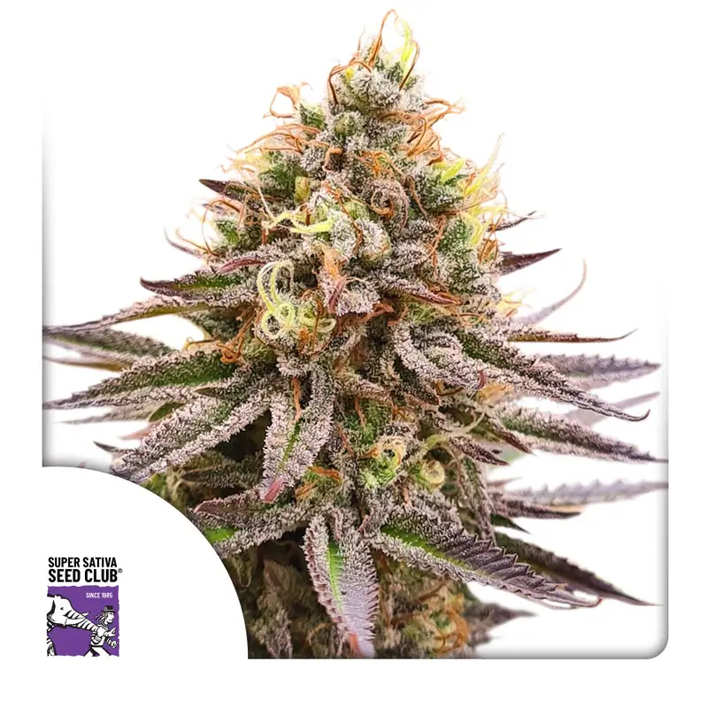 Dutch Passion Gorilla Super Glue - 3 Samen