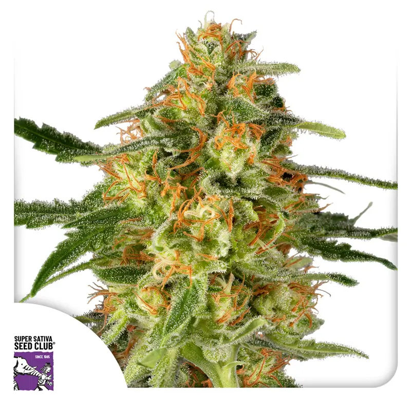 Dutch Passion TnT Trichome - 3 Samen
