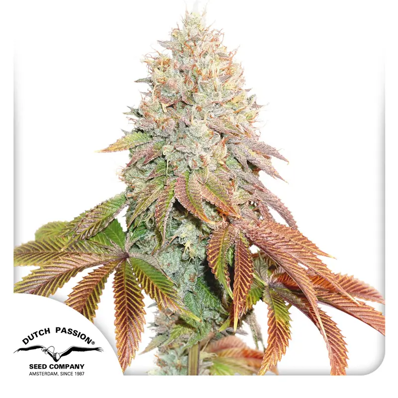 Dutch Passion Auto Banana Blaze - 3 Samen