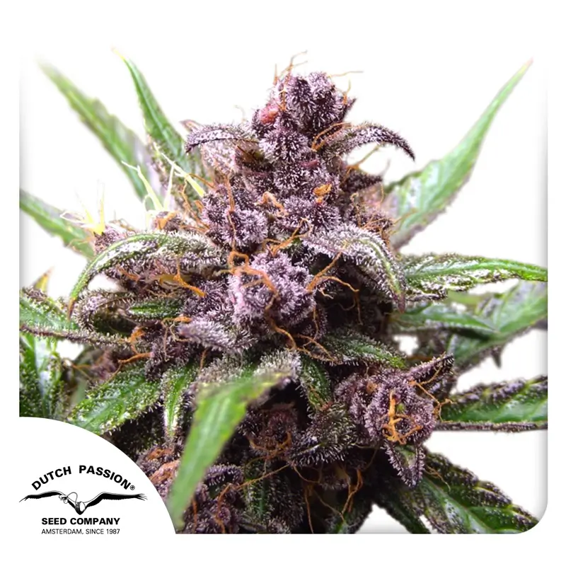 Dutch Passion Auto Blackberry Kush - 3 Samen