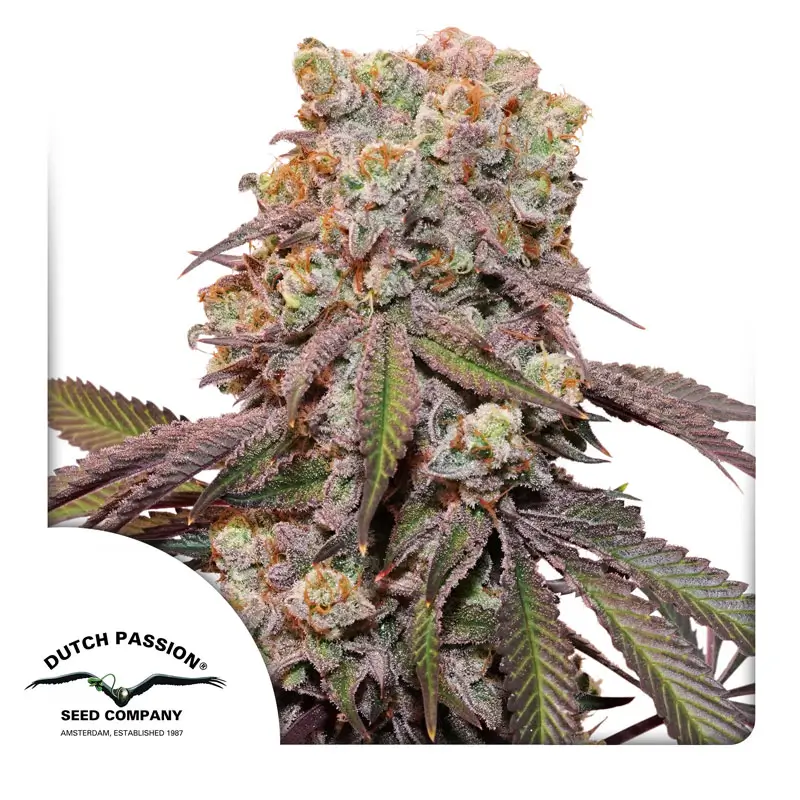 Dutch Passion Auto Candy Bubatz XL 3er Pack