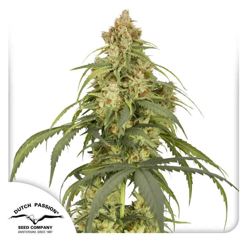 Dutch Passion Auto CBD-Victory - 3 Samen
