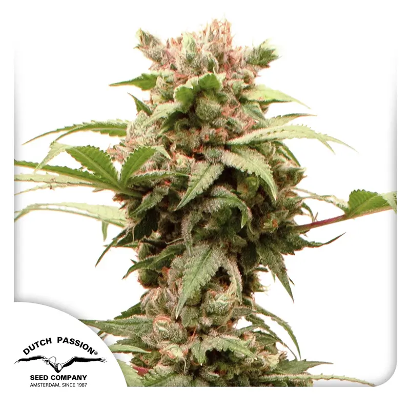 Dutch Passion Auto CBG-Force - 3 Samen