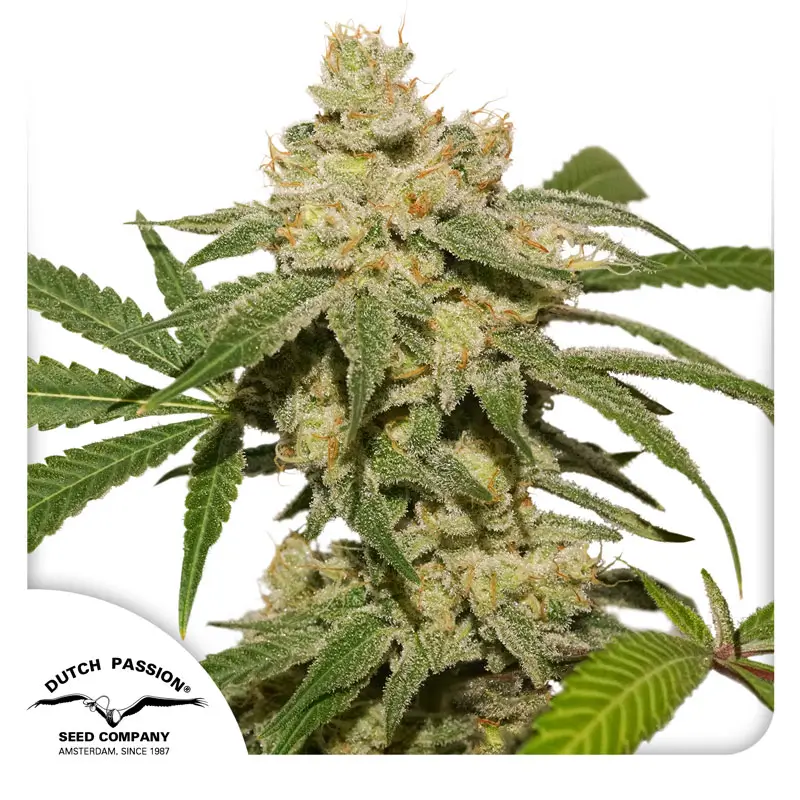 Dutch Passion Auto Oh My Gusher - 3 Samen