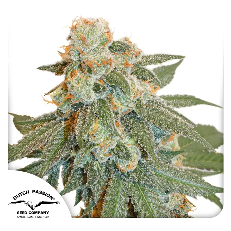 Dutch Passion Auto Orange Bud - 3 Samen