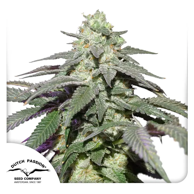 Dutch Passion Auto Skywalker Haze - 3 Samen