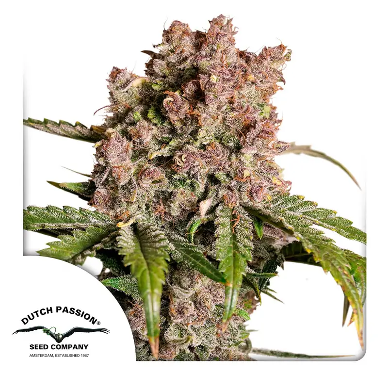 Dutch Passion Auto Strawberry Soda - 3 Samen