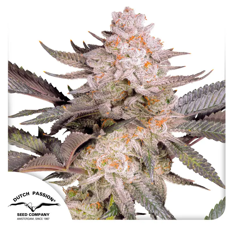 Dutch Passion Orange Bud 2.0 - 3 Samen