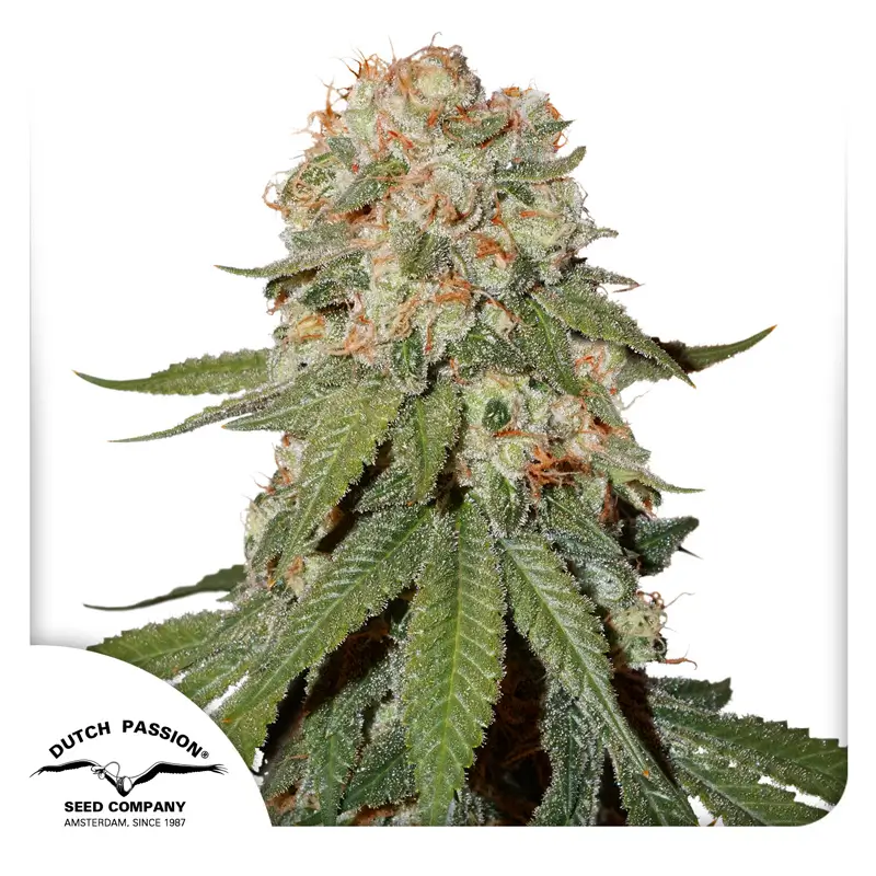 Dutch Passion Orange Bud - 3 Samen