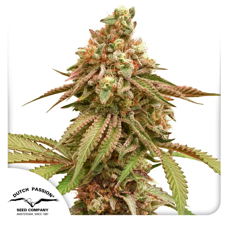 Dutch Passion Tropical Tangie - 3 Samen