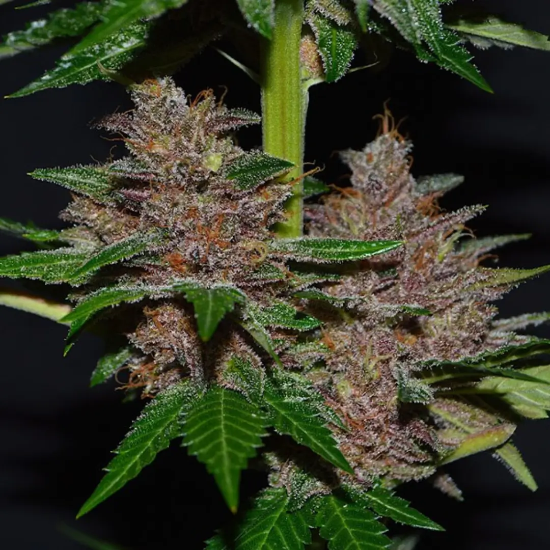 G13 Labs Purple Haze 5er Pack