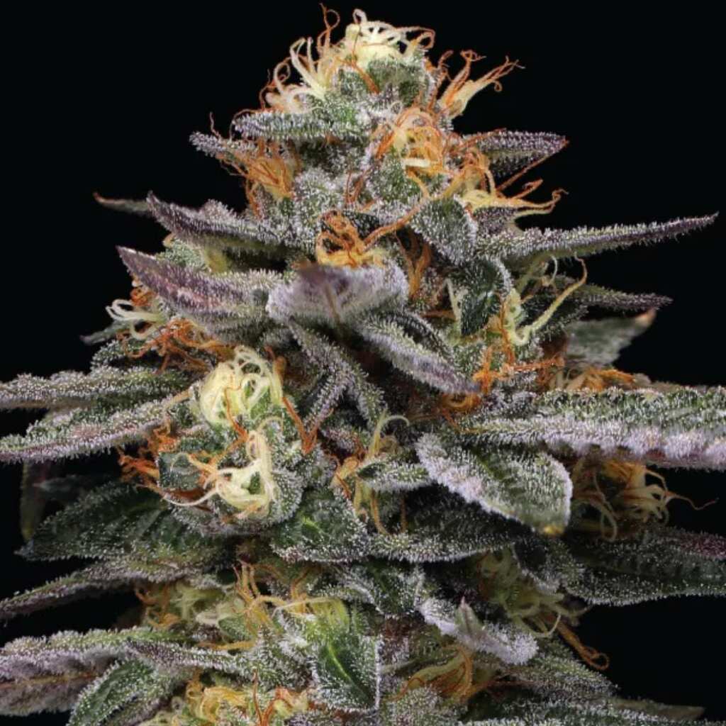 Humboldt Seed Co. Vanilla Frosting - 3 Samen