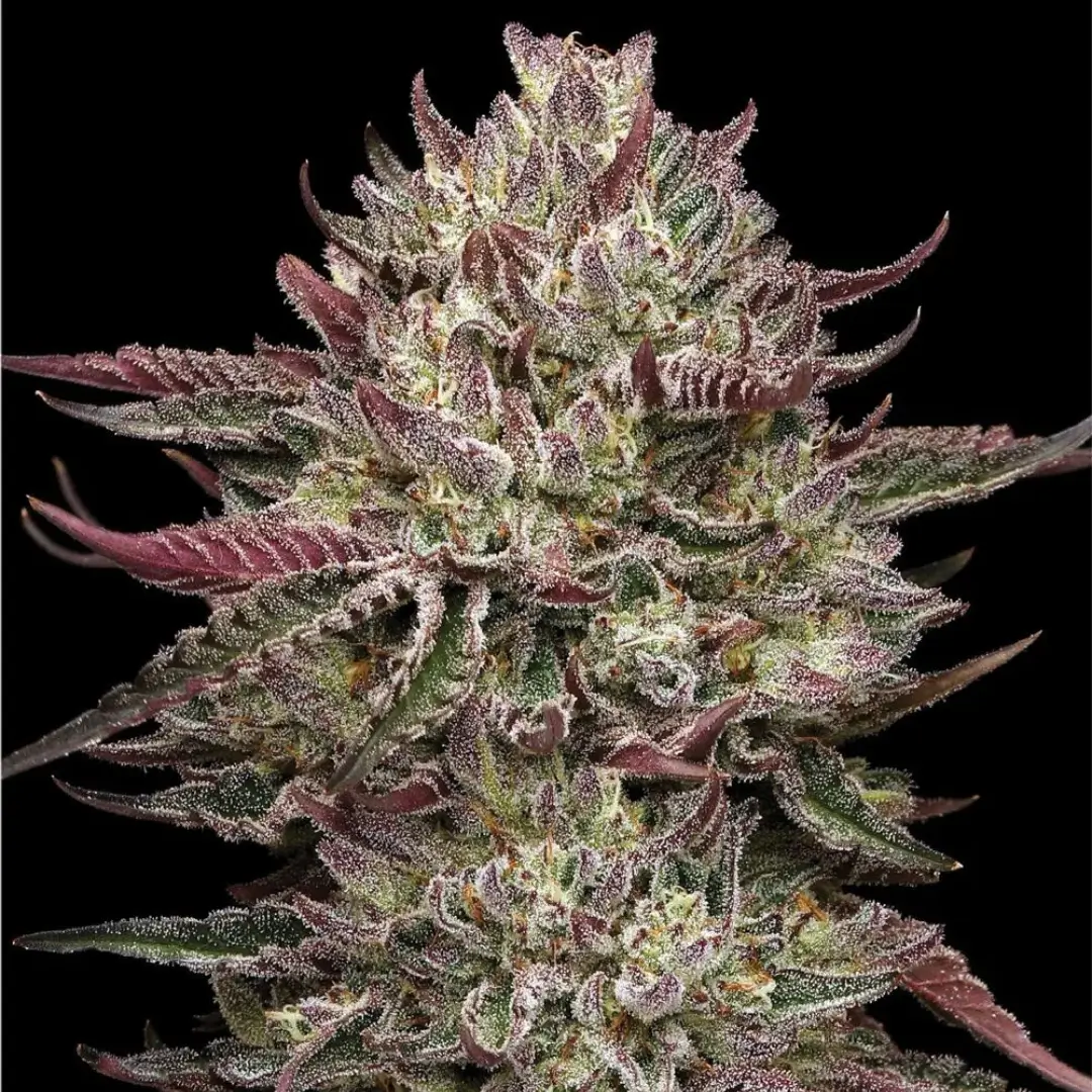 Humboldt Seed Co. Chicken n' Wafflez - 3 Samen