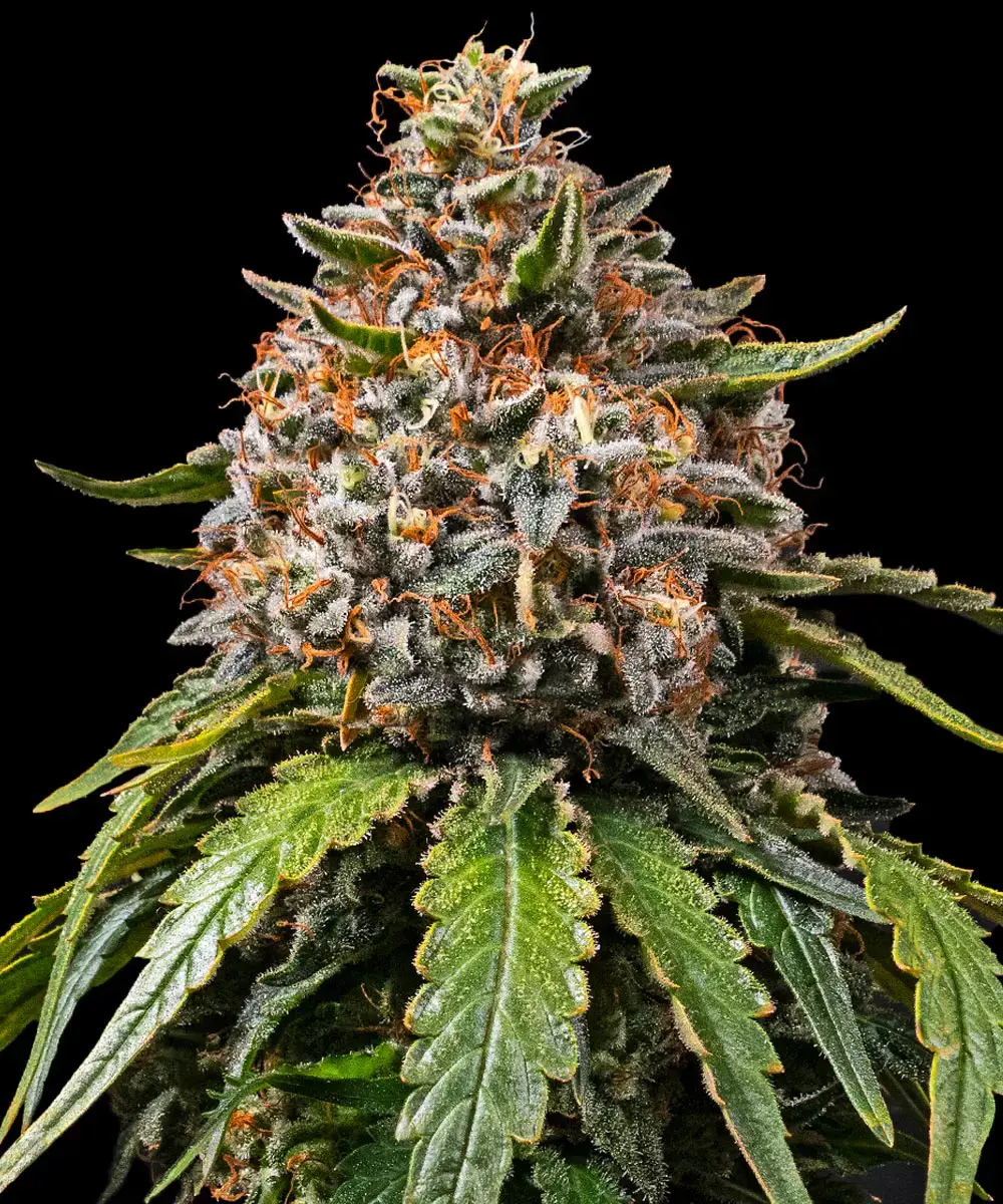 Barneys Farm White Widow XXL 3er Pack + 3er Giftpack Gratis dazu