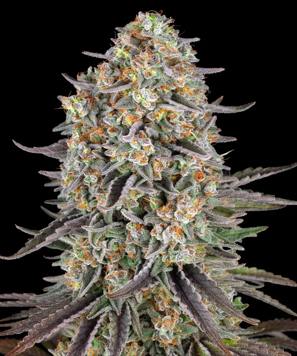 Barneys Farm Sour Strawberry 3er Pack + 3er Gift Pack gratis