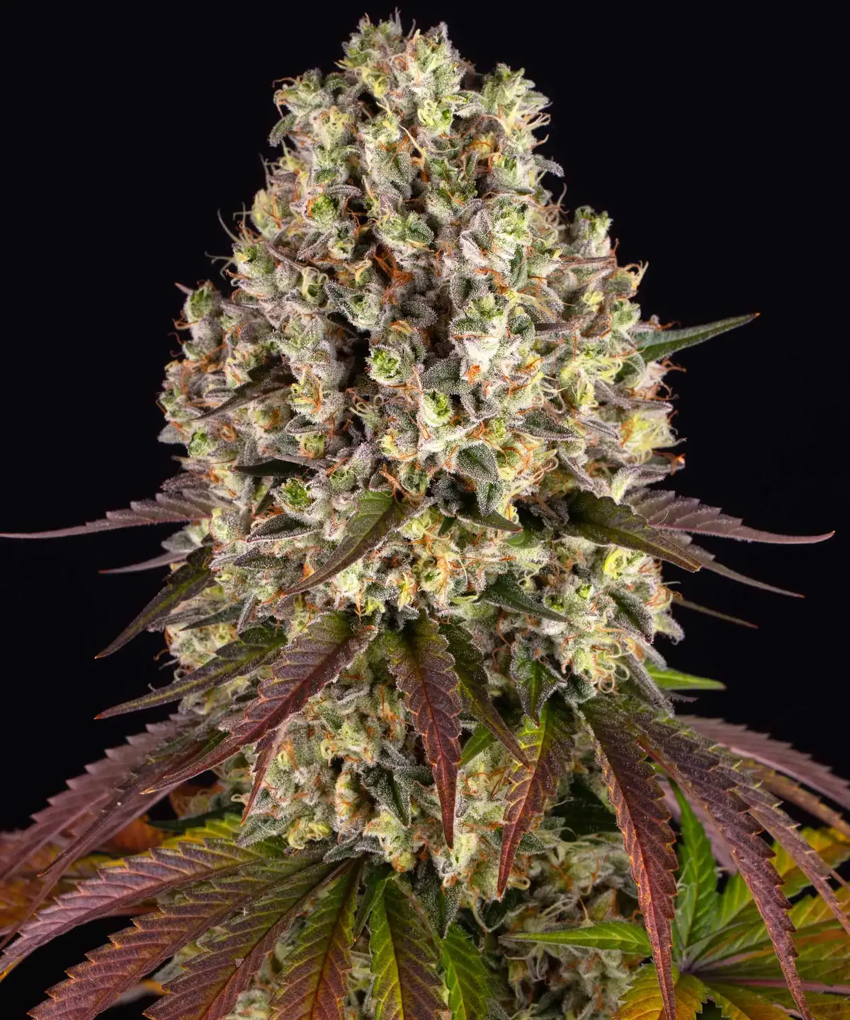 Barneys Farm Sour Diesel 3er Packung + 3er Gift Pack gratis