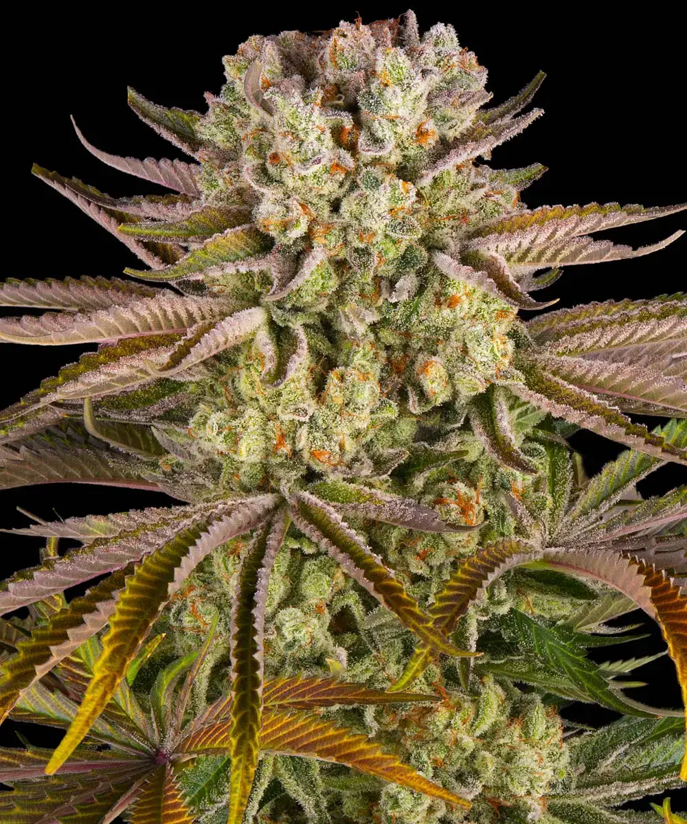 Barneys Farm Pineapple Express 3er Pack + 3er Gift Pack gratis