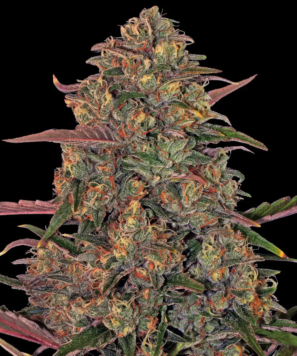 Barneys Farm Pineapple Chunk 3er Pack + 3er Gift Pack gratis