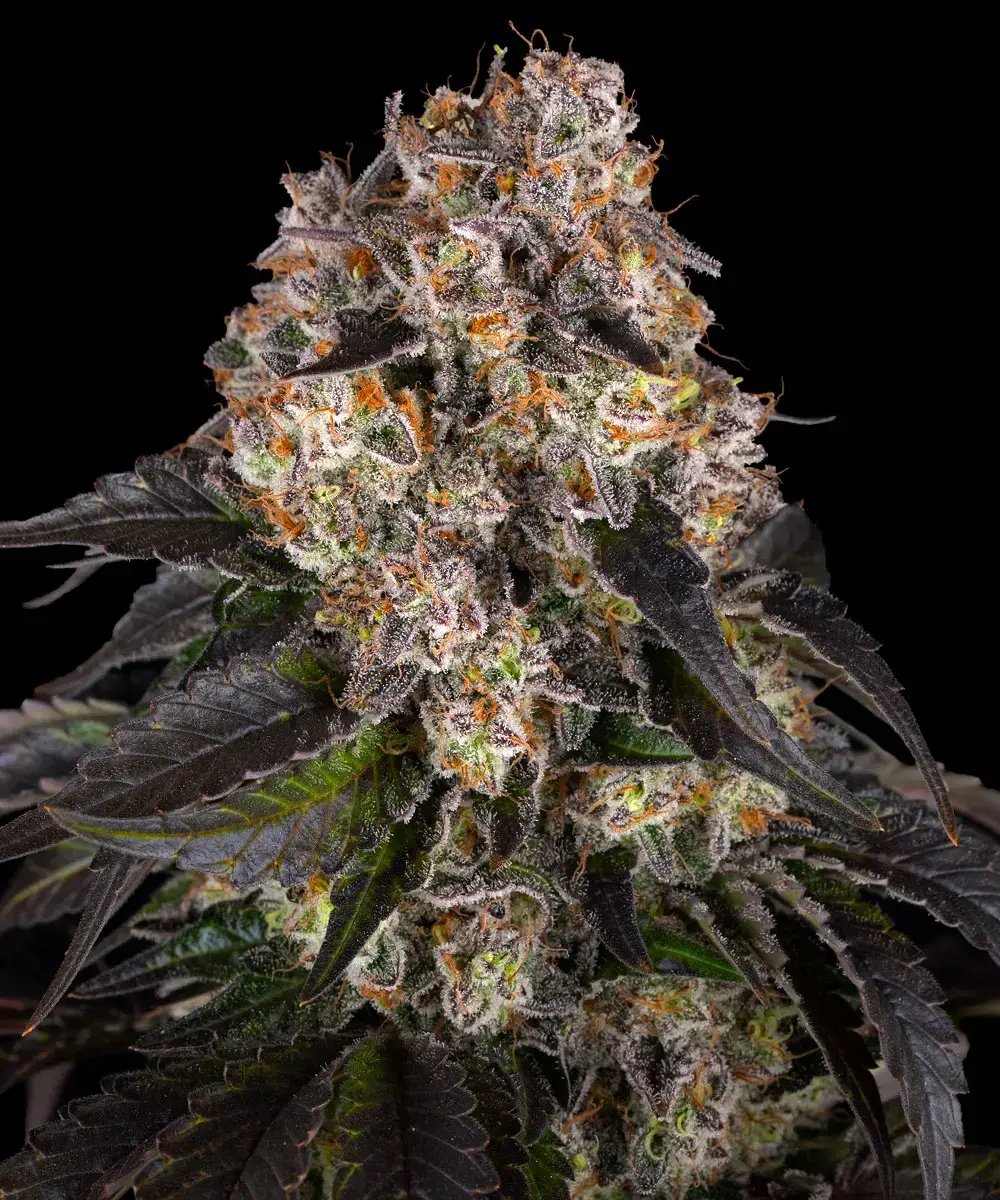 Barneys Farm Girl Scout Cookies 3er Pack + 3er Giftpack Gratis dazu