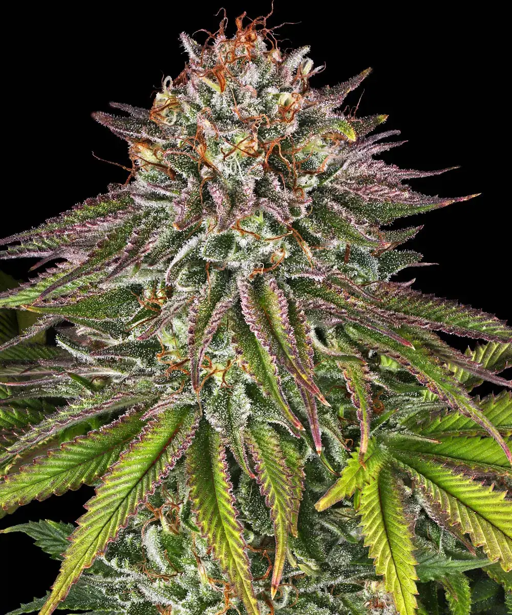 Barneys Farm Critical Kush 3er Pack + 3er Gift Pack gratis