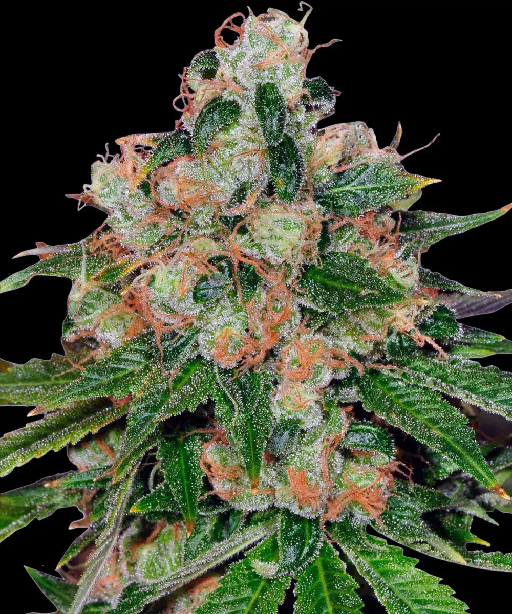Barneys Farm CBD Caramel - 10 Samen