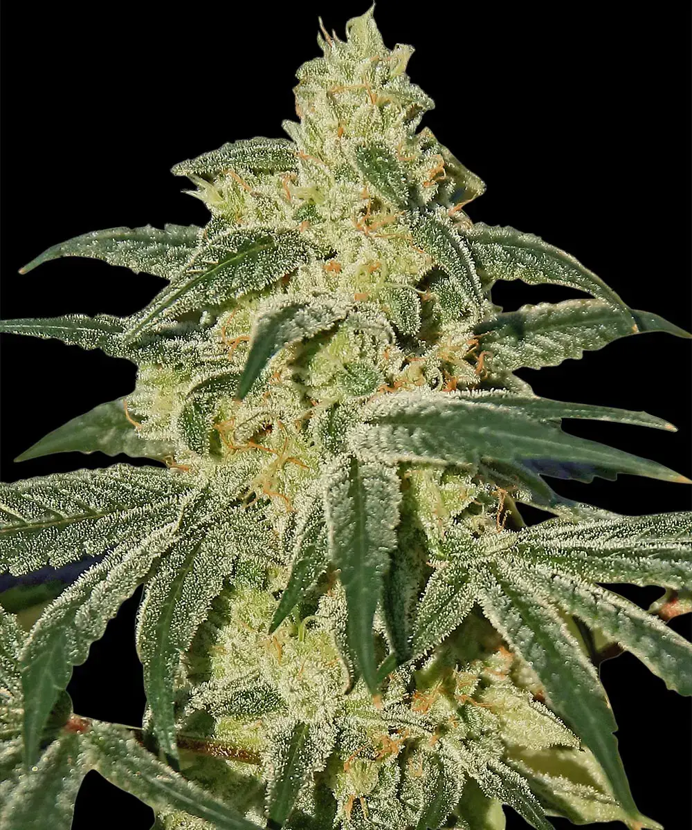 Barneys Farm Afghan Hash Plant - 1 Samen
