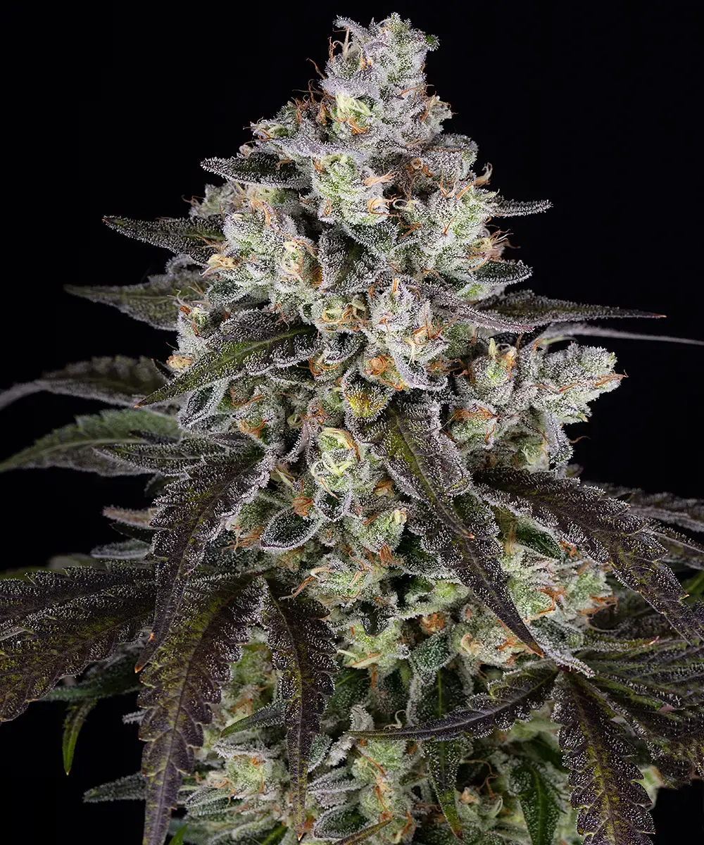 Barneys Farm Trainwreck 3er Pack + 3er Gift Pack gratis