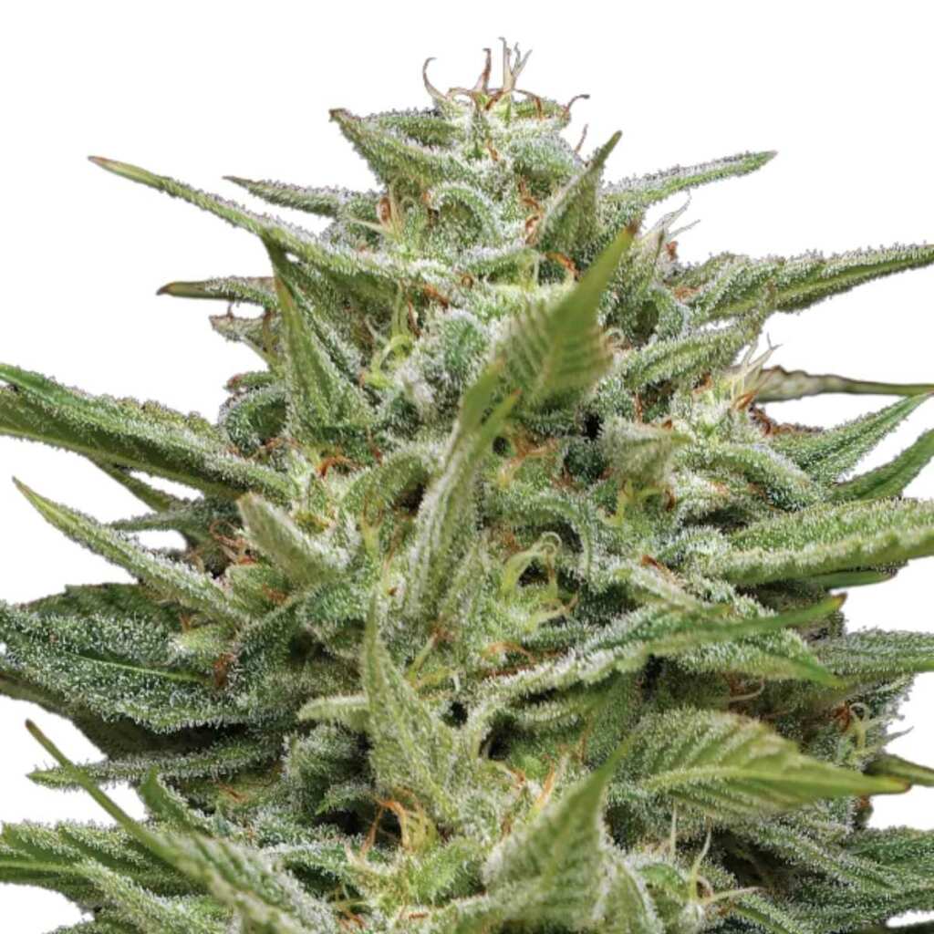 Humboldt Seed Co. Hella Jelly - 3 Samen