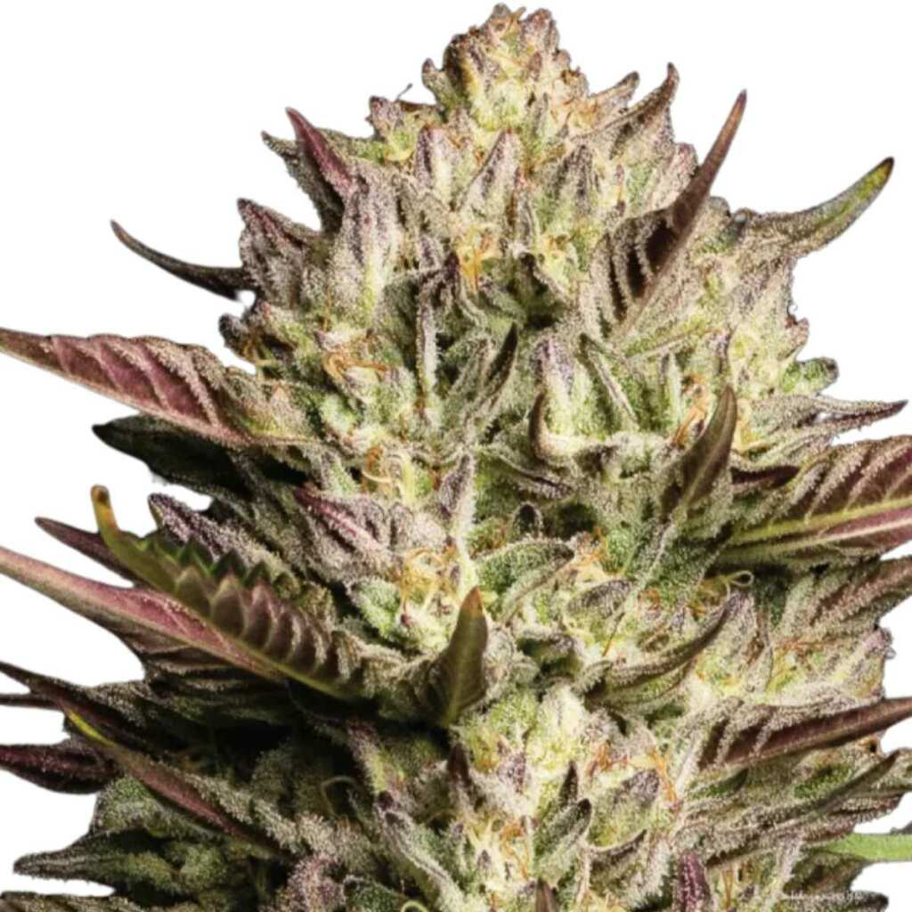 Humboldt Seed Co. California Octane - 3 Samen