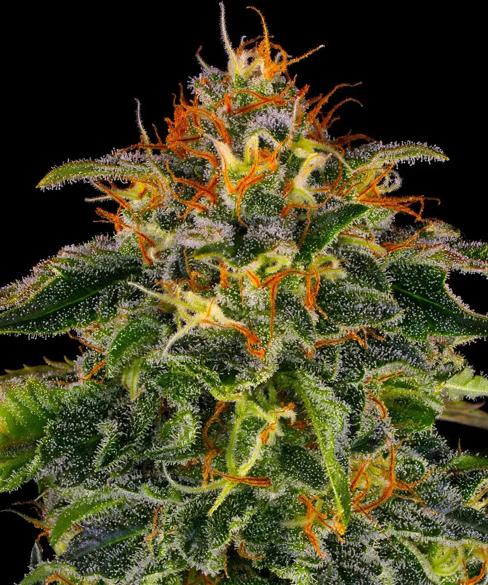 Barneys Farm Moby Dick 3er Pack + 3er Giftpack Gratis dazu