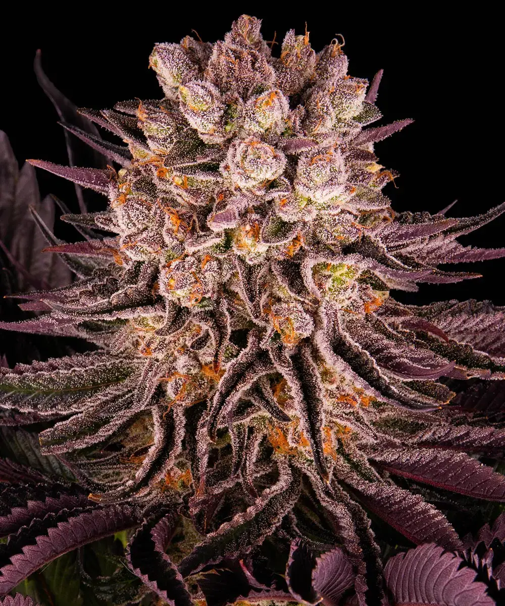 Barneys Farm Mimosa x Orange Punch 3er Pack + 3er Giftpack Gratis dazu