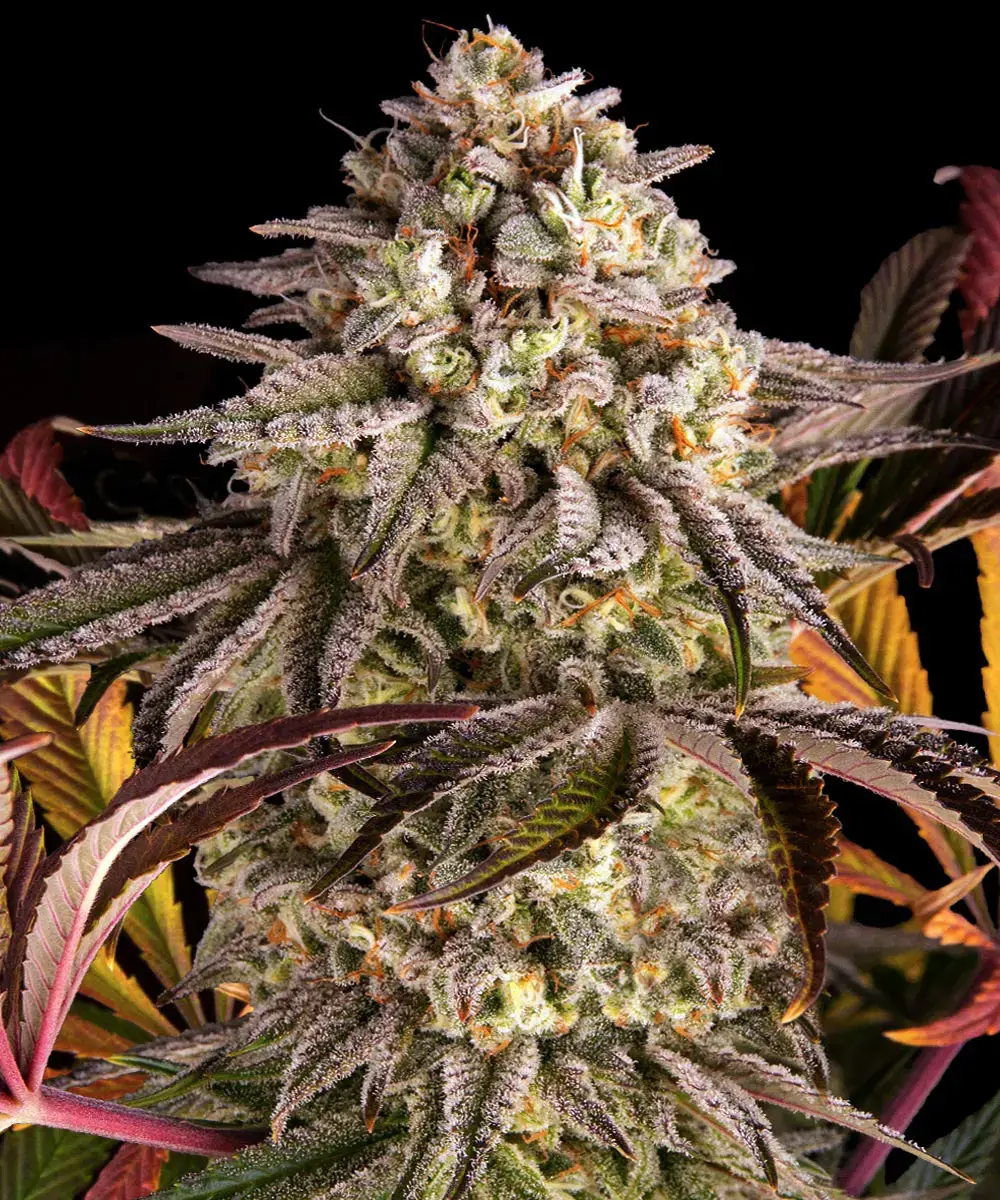 Barneys Farm Blue Sunset Sherbert 3er Pack + 3er Gift Pack gratis