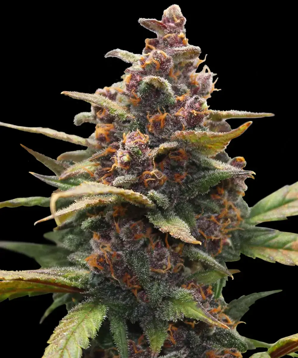Barneys Farm Ayahuasca Purple 3er Pack + 3er Giftpack Gratis dazu