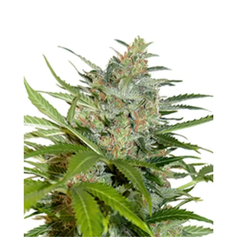 Northern Lights Auto 3er Packung