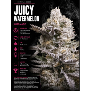 Juicy Watermelon Criminal Seeds 3er Pack