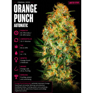 Orange Punch Auto feminisiert Criminal Seeds 3er Pack