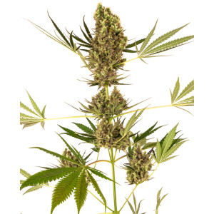 Alpine Delight CBD Auto Sensi Seeds 3er Pack