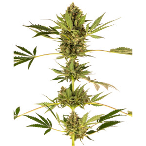 Himalayan CBD Sensi Seeds feminisiert 3er Pack
