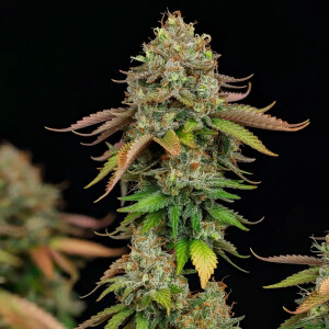Royal Highness CBD Royal Queen Seeds feminisiert 3er Pack