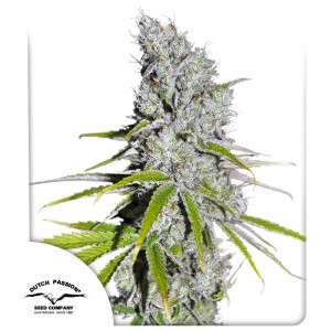 Skunk Haze CBD Dutch Passion feminisiert 3er Pack