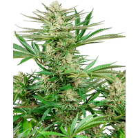 Malibu OG Gold Feminisierte Hanfsamen, 3 Samen