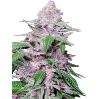 Purple Cookie Kush Feminisierte Hanfsamen, 1 Samen