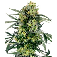 Blueberry Candiez Automatic Hanfsamen, 1 Samen