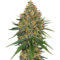 White Cheese Feminisierte Hanfsamen von White Label, 1 Samen