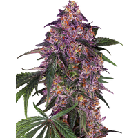Sensi Purple Kush Feminisierte Hanfsamen, 3 Samen
