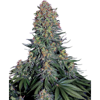 Blue Skunk Feminisierte Hanfsamen, 3 Samen