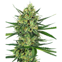 Tangerine Sugar Feminisierte Hanfsamen, 1 Samen