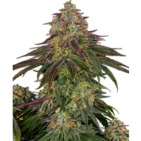 Sweet Cherry Kush Feminisierte Hanfsamen, 3 Samen