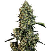 OG Kush Feminisierte Hanfsamen von White Label, 3 Samen
