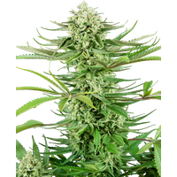 Cashew Kush Feminisierte Hanfsamen, 3 Samen